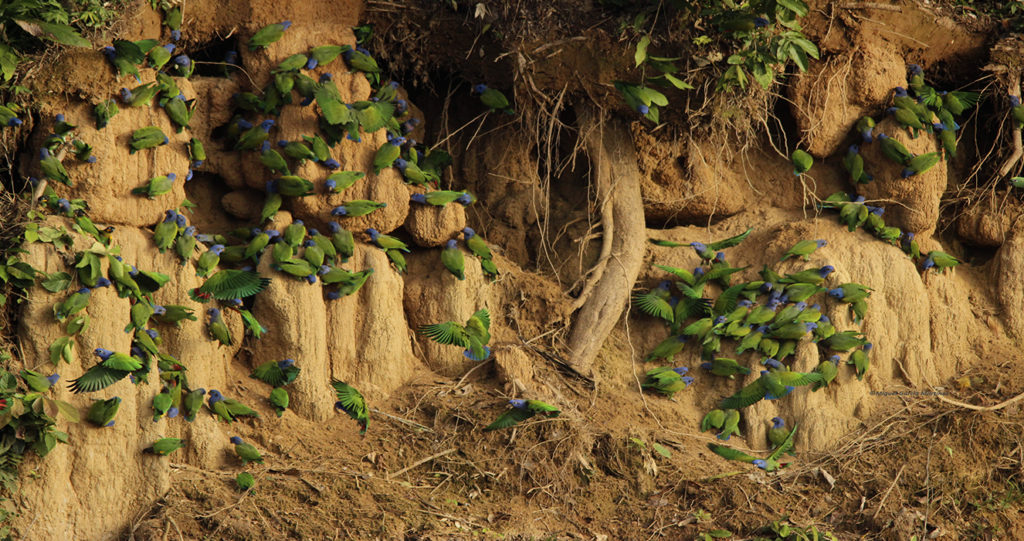 Blue-headed parrots eating clay at a clay lick