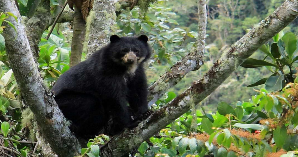 Spectacled bear sitting in a tree in the cloud forest