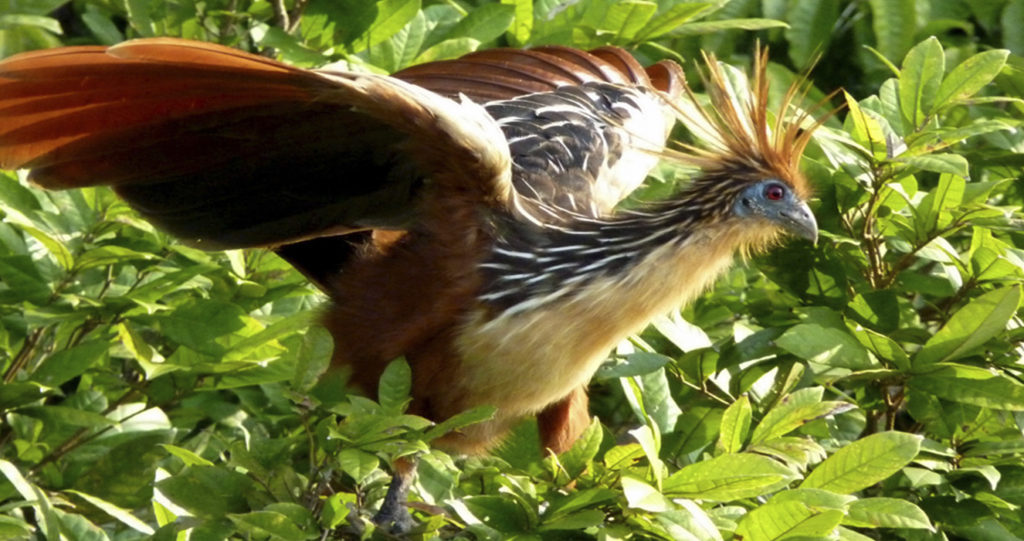 Hoatzin spreading its wings among green leaves