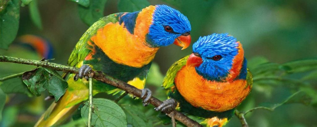 Observación de aves en la carretera del Manu, 10 días