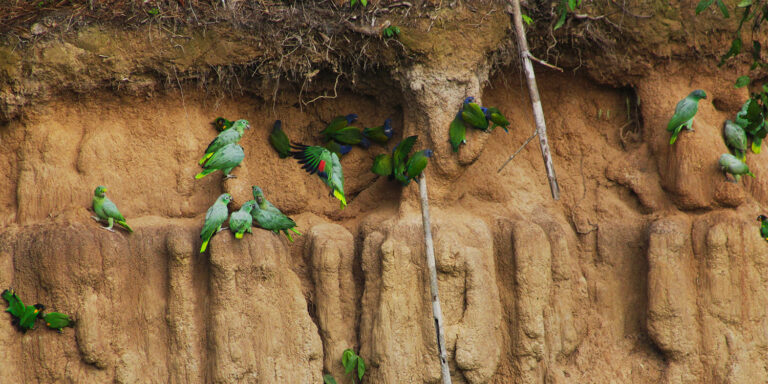 Manu Birding Tour 8 Days