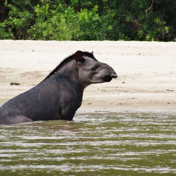 The brasilian Tapir - Rainforest river Perú