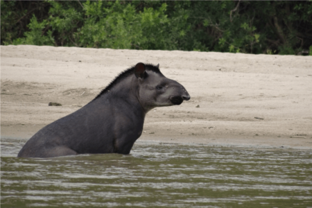 Tapir manu jungle