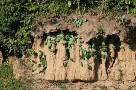 parrot clay lick - manu jungle tours