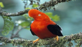 cock of the rock manu jungle