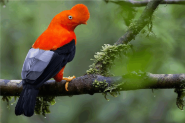 gallito de las rocas manu expedition