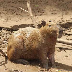 capibara manu jungle