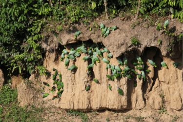 parrots clay lick manu expedition