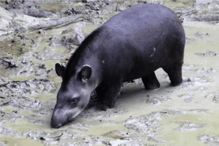 tapir clay lick manu peru