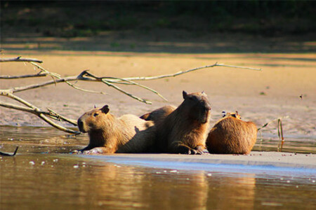 capibara Amazon manu