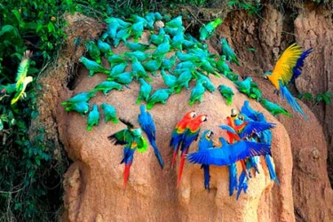 Parrots-clay-lick-macaw