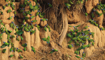 parrot clay lick amazon tours from cusco