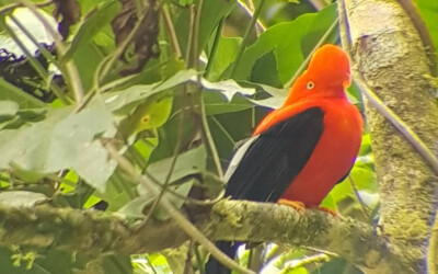 cock of the rock manu jungle