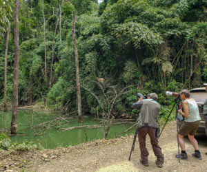 bird watching peru Manu tours