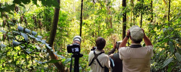 bird watching peru - Amazon manu
