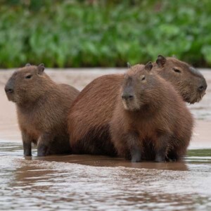 The larges rodem in Peru Capybara - rainforest tour